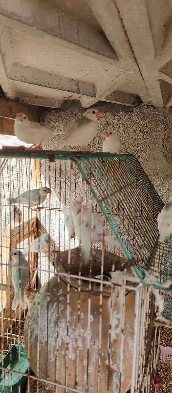 white and silver java chiks 0