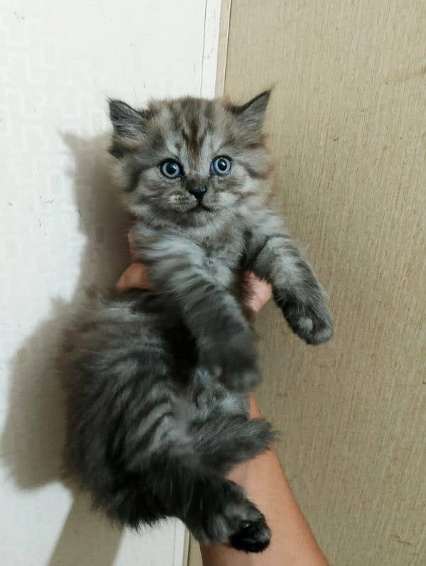 persian kittens triple coated blue eyes healthy for sale 2