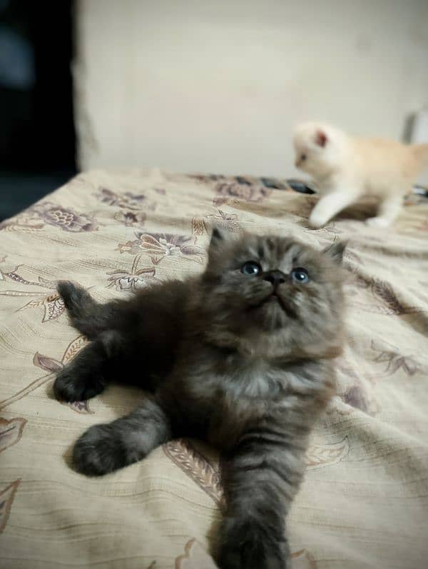 persian kittens triple coated blue eyes healthy for sale 6