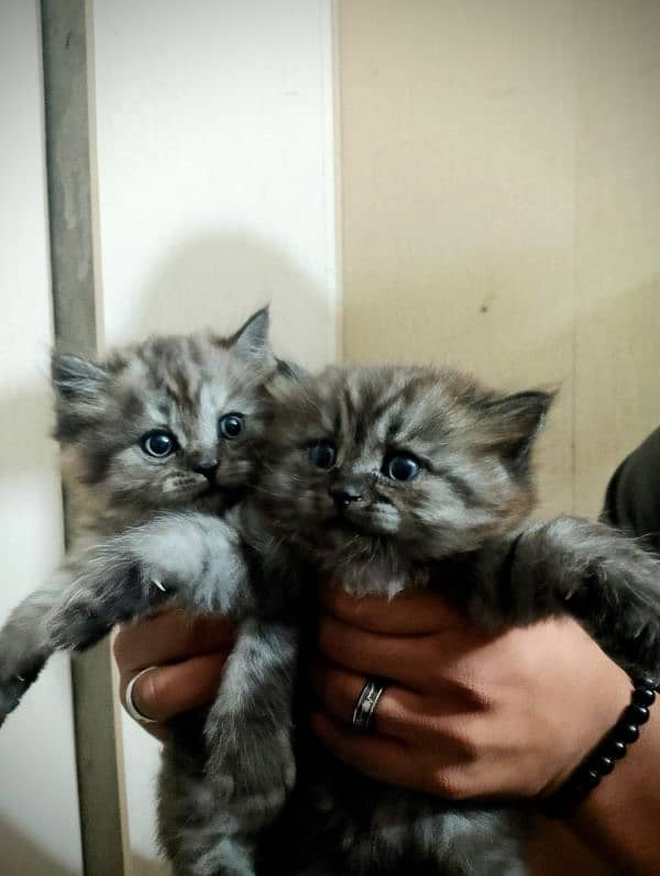persian kittens triple coated blue eyes healthy for sale 8