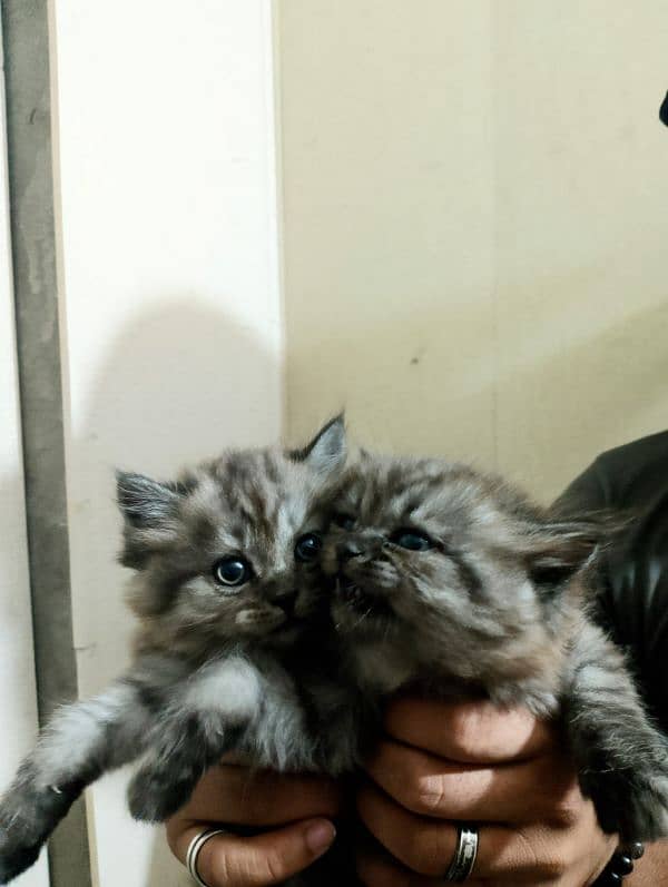persian kittens triple coated blue eyes healthy for sale 9