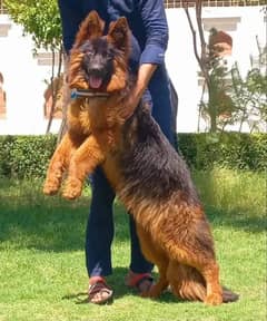 GERMAN SHEPHERD FEMALE  FOR SALE