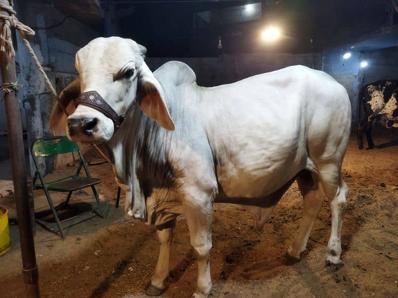 bachra 2 daant nazimabad 1 no 0