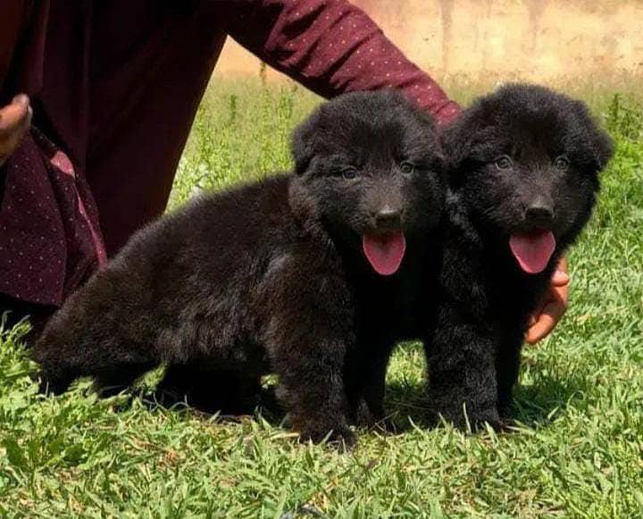 *BLACK GERMAN SHEPHERD PAIR FOR SALE 0