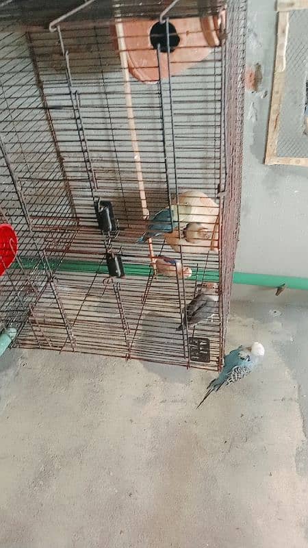 Cocktail lovebird bajari exhibition hogo Roma 2