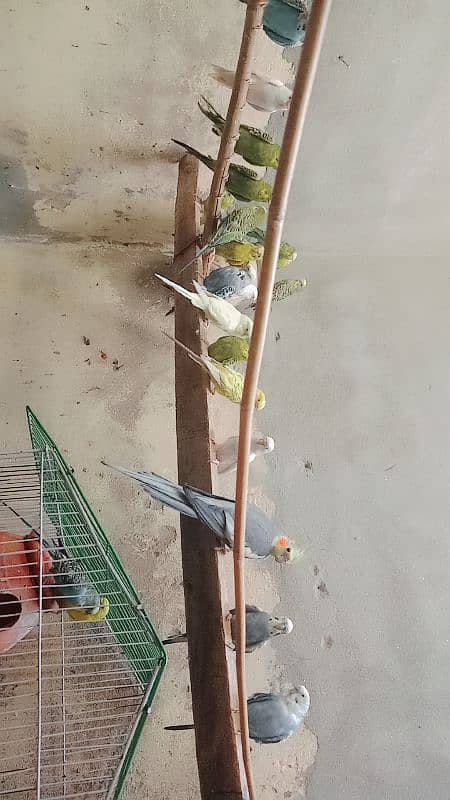 Cocktail lovebird bajari exhibition hogo Roma 4