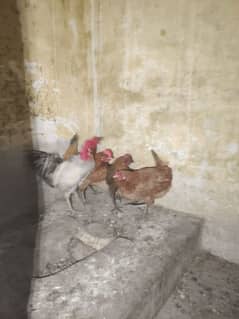 Dasi