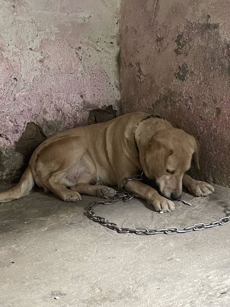 Title: British Labrador male available for sale 0