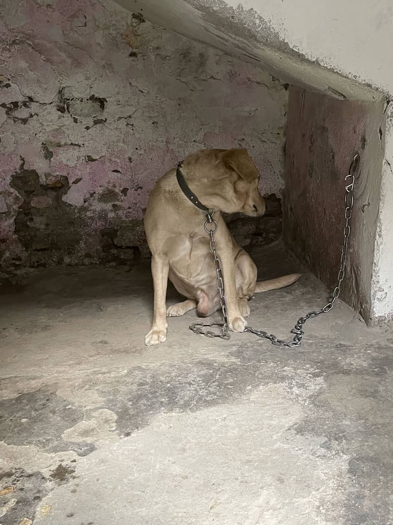 Title: British Labrador male available for sale 1