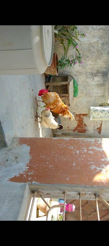 Desi Murga Murgi for sale 0