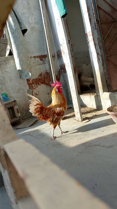 Desi Murga Murgi for sale 2
