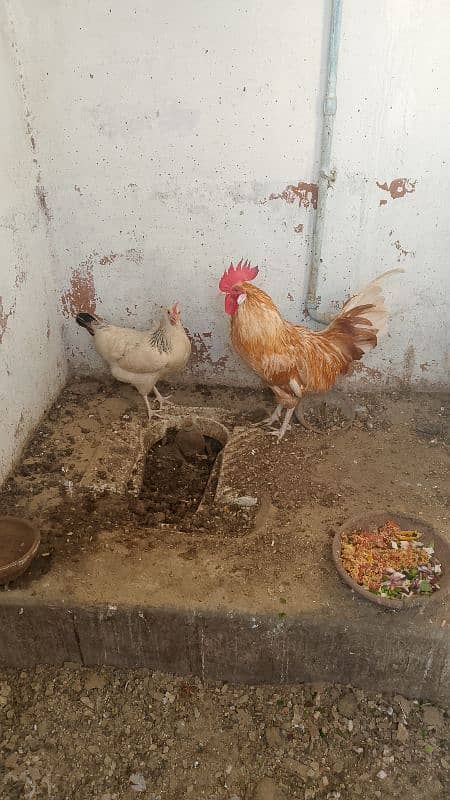 Desi Murga Murgi for sale 3