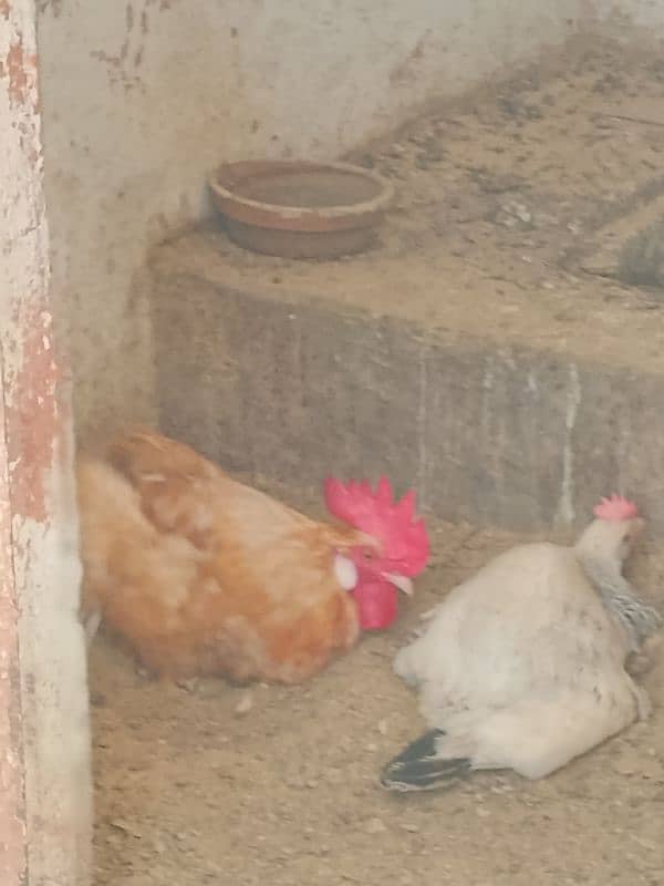 Desi Murga Murgi for sale 4