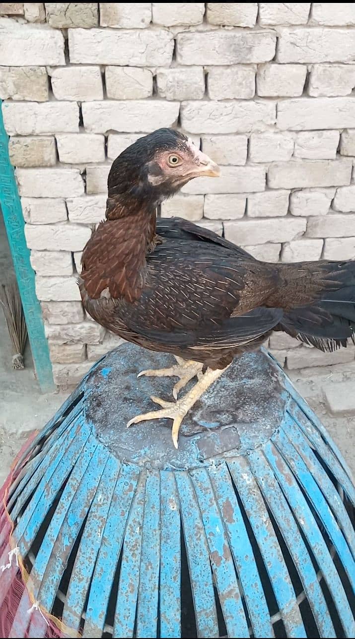 Aseel madi 2
