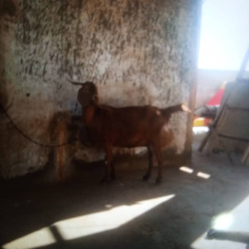 pure khassi bakre ek Andu bakra and bakri with kids 10