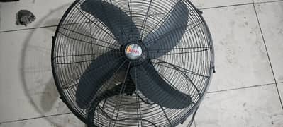 fans