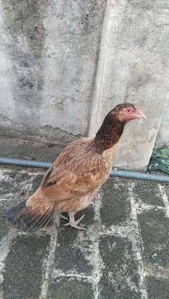 Aseel top quality , mainwali,lassani female