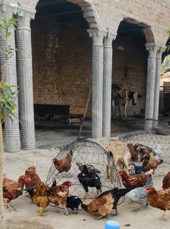 hens for sale best for eggs 0