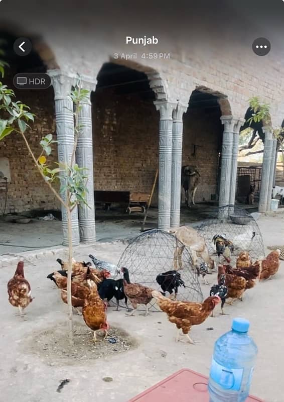 hens for sale best for eggs 1