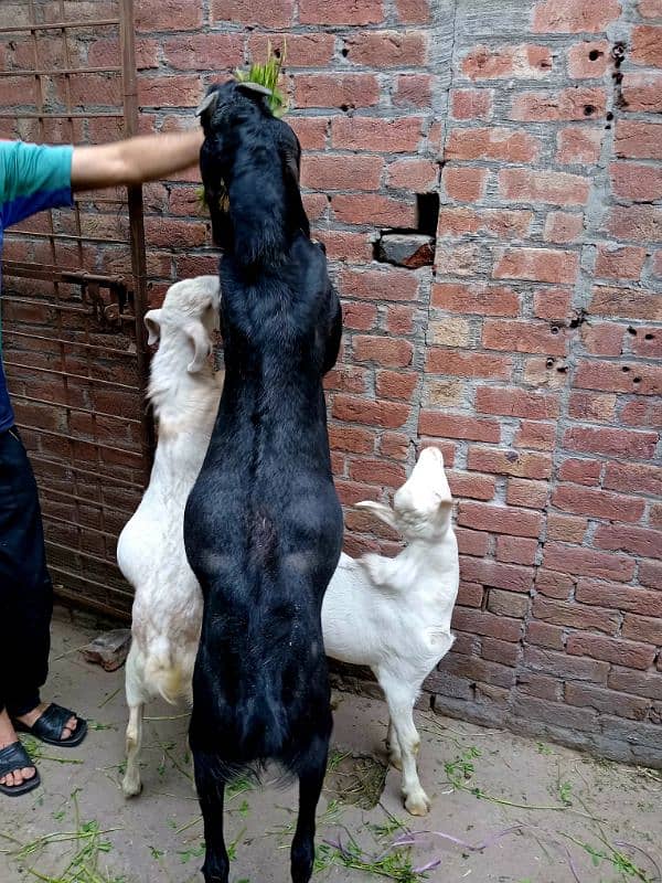 black beetal nsal or dono white teddy hn 2 dant hn teno ke 03007477226 1