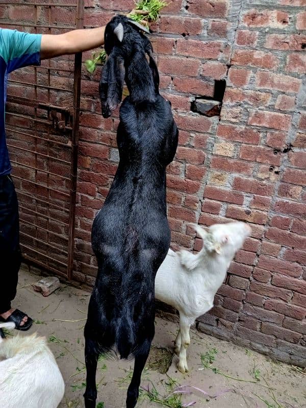 black beetal nsal or dono white teddy hn 2 dant hn teno ke 03007477226 2
