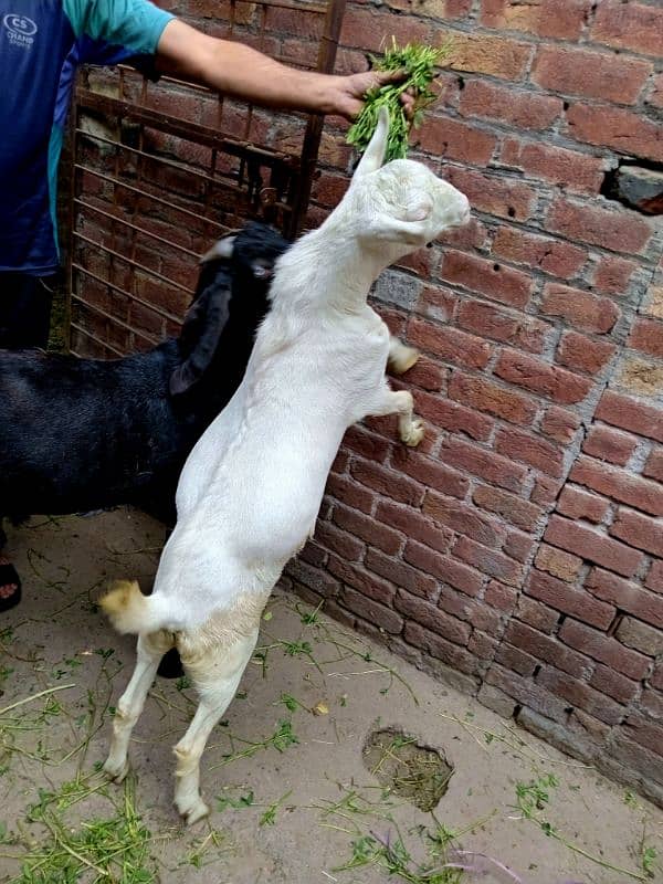 black beetal nsal or dono white teddy hn 2 dant hn teno ke 03007477226 3