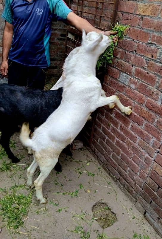 black beetal nsal or dono white teddy hn 2 dant hn teno ke 03007477226 4