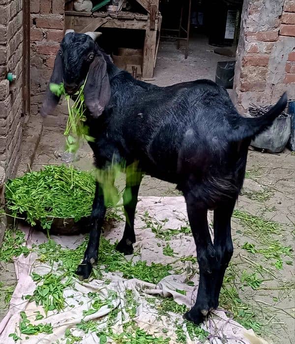 black beetal nsal or dono white teddy hn 2 dant hn teno ke 03007477226 5