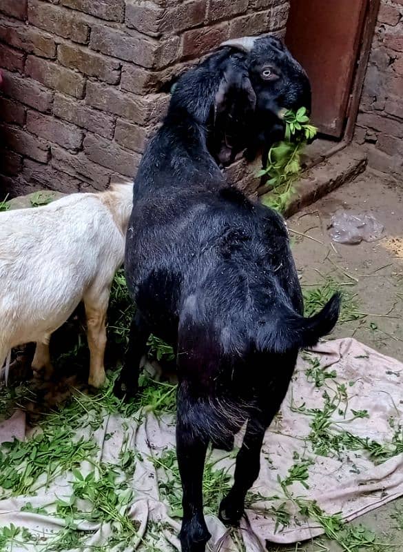 black beetal nsal or dono white teddy hn 2 dant hn teno ke 03007477226 7