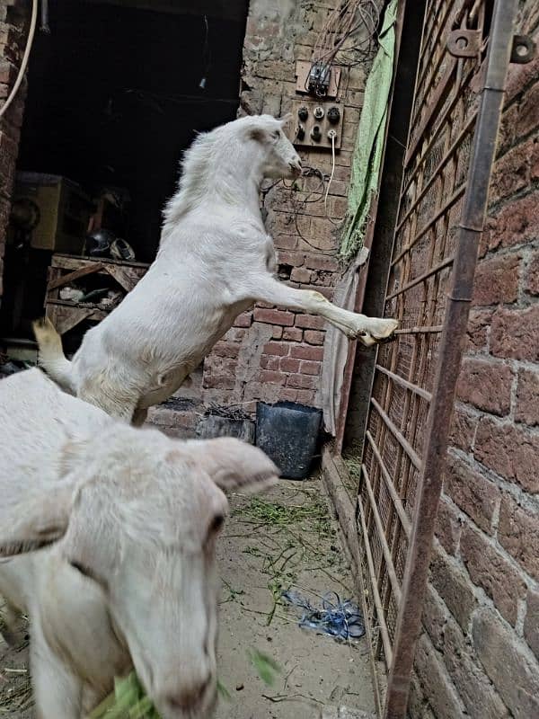 black beetal nsal or dono white teddy hn 2 dant hn teno ke 03007477226 8