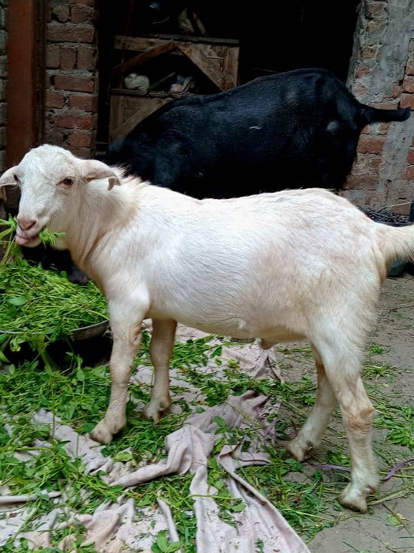 black beetal nsal or dono white teddy hn 2 dant hn teno ke 03007477226 10
