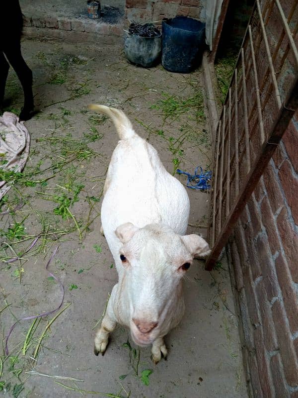 black beetal nsal or dono white teddy hn 2 dant hn teno ke 03007477226 11