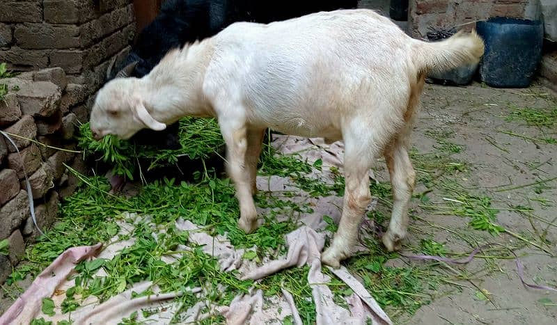 black beetal nsal or dono white teddy hn 2 dant hn teno ke 03007477226 12