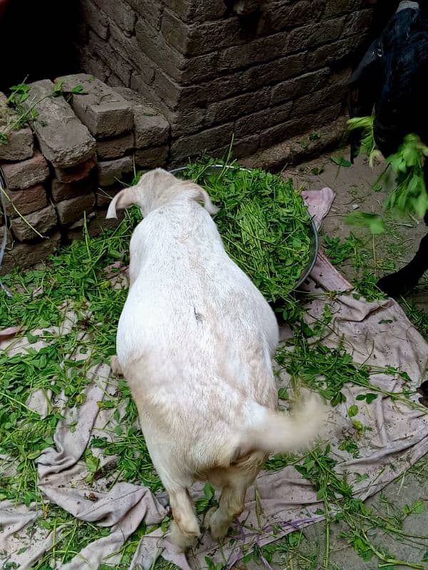 black beetal nsal or dono white teddy hn 2 dant hn teno ke 03007477226 13