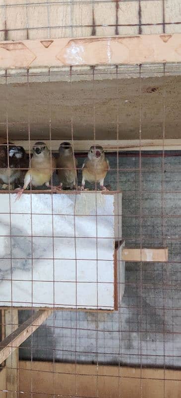 gouldian chicks / pathay 1