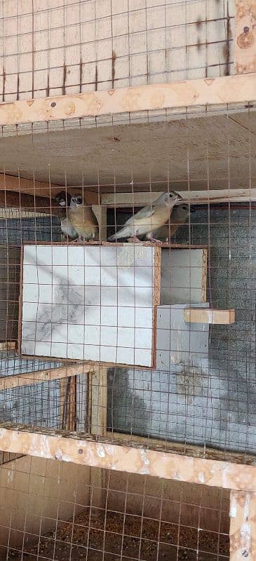 gouldian chicks / pathay 2