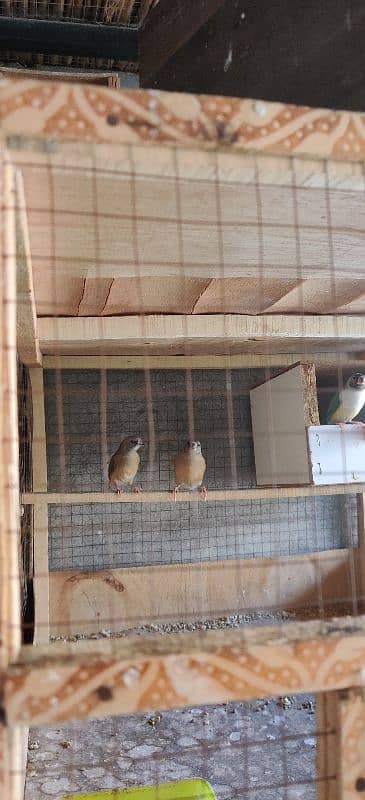 gouldian chicks / pathay 3