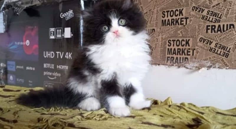 Persian Punch face triple coat cat Kitten 1