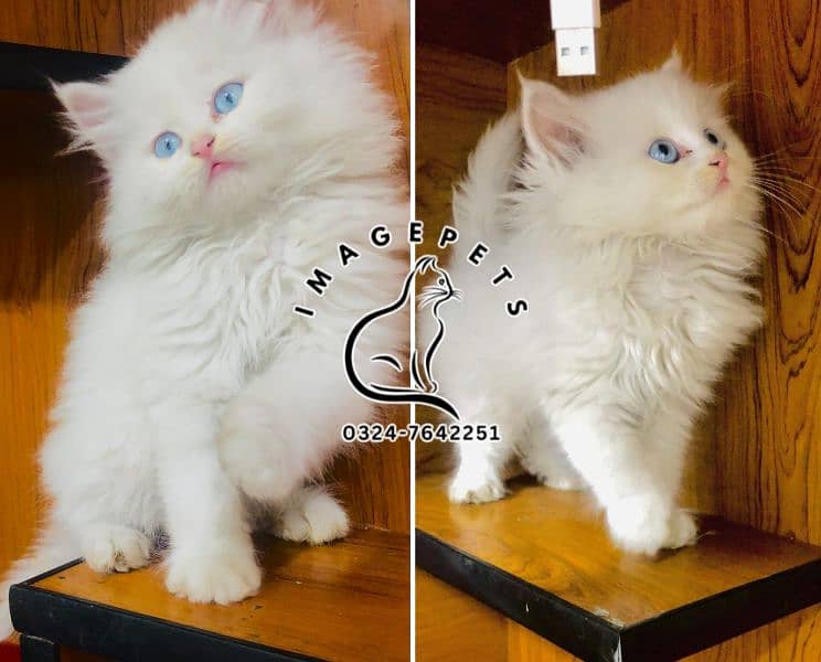 Persian Punch face triple coat cat Kitten 2