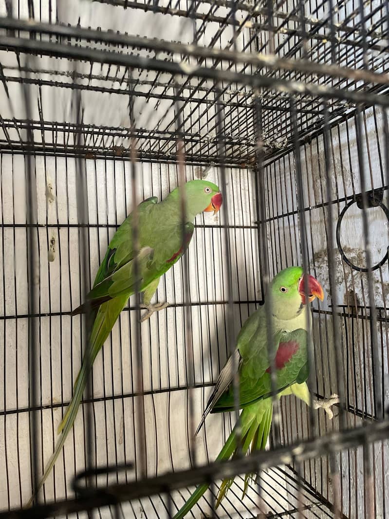 Raw parrots age 2 year 3 parrot 0