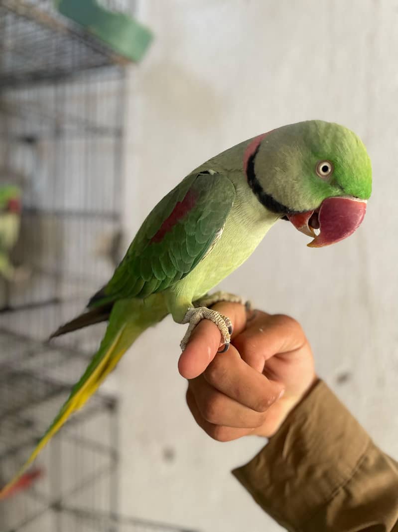 Raw parrots age 2 year 3 parrot 1