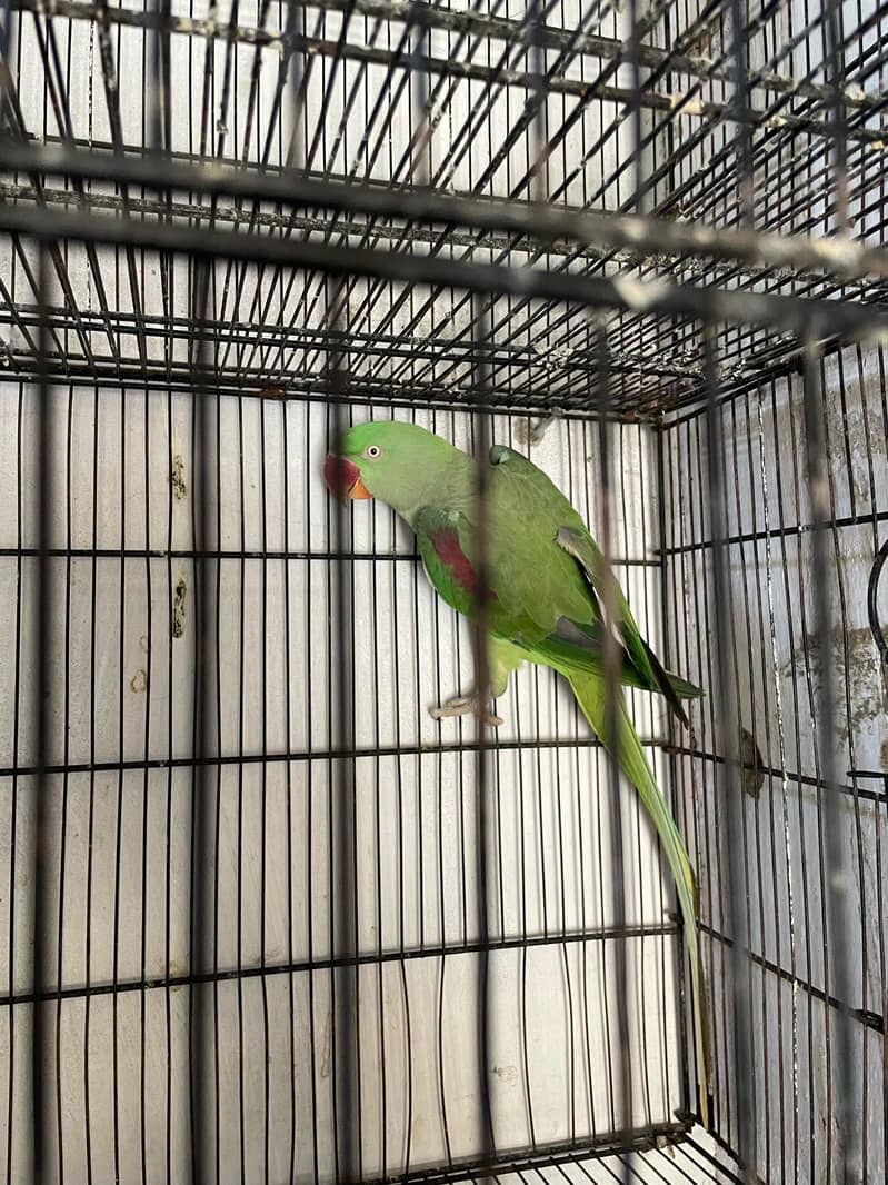 Raw parrots age 2 year 3 parrot 2