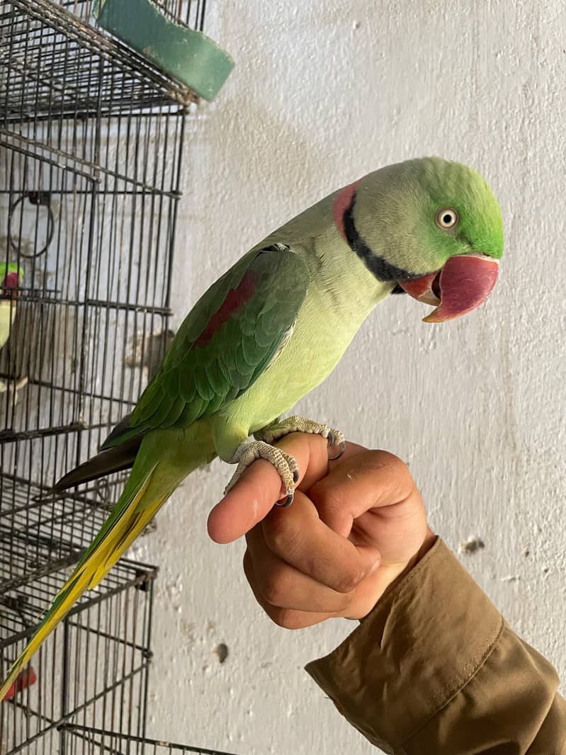 Raw parrots age 2 year 3 parrot 3