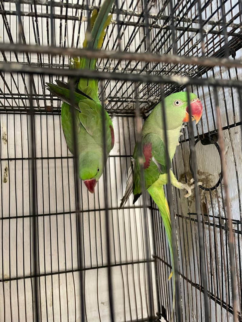 Raw parrots age 2 year 3 parrot 4