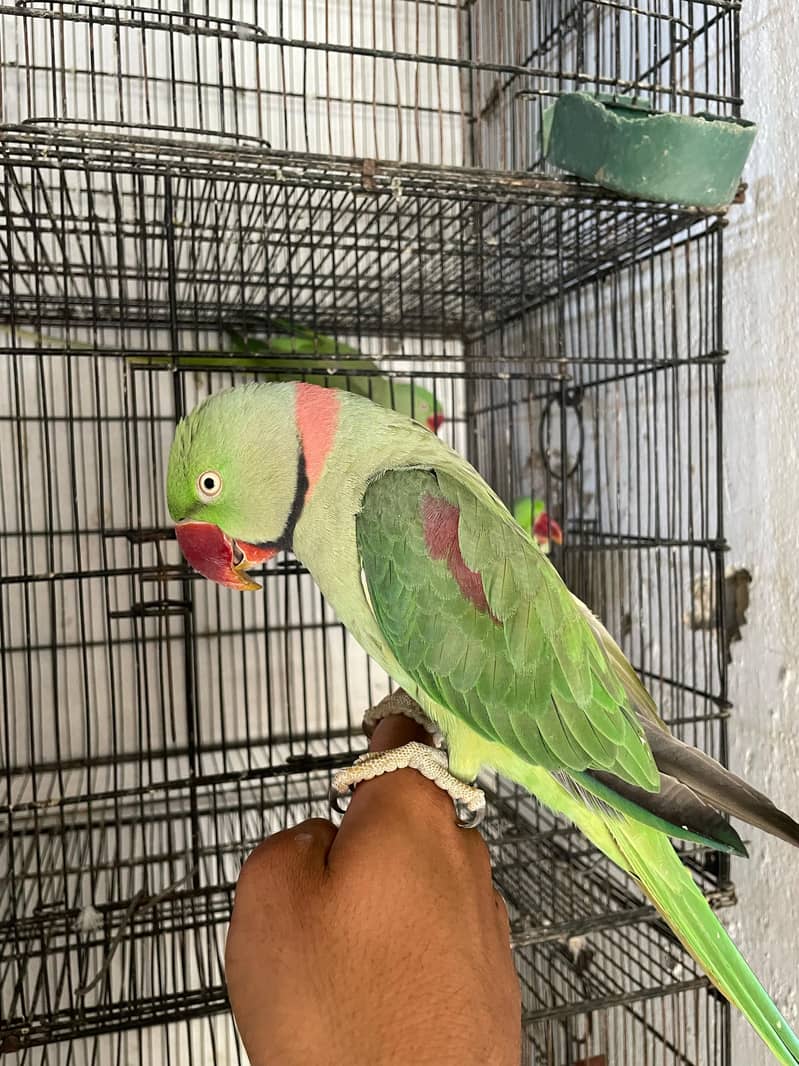 Raw parrots age 2 year 3 parrot 5