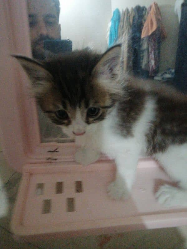 White & Grey Cat 0