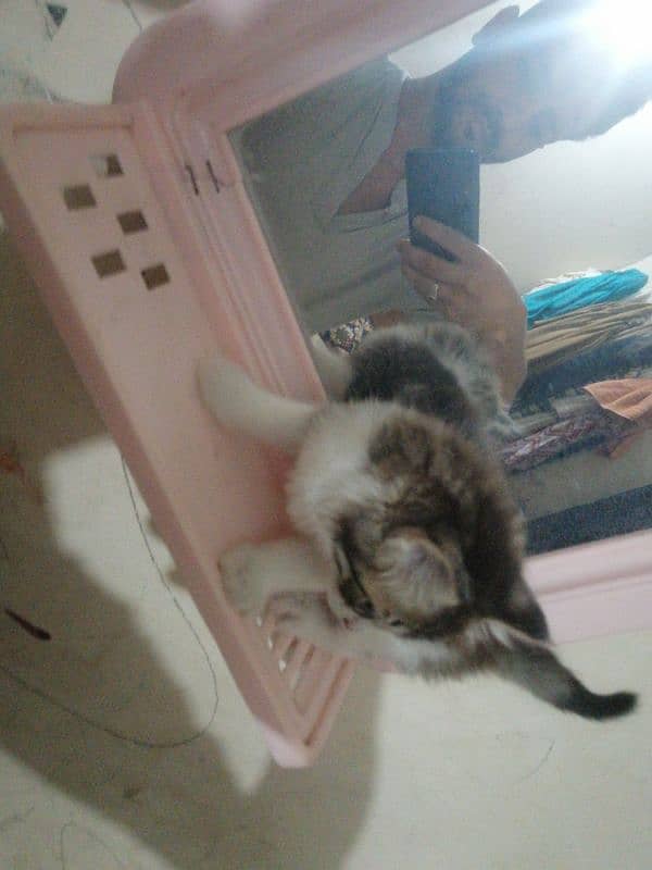 White & Grey Cat 1
