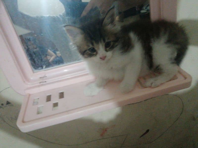 White & Grey Cat 3