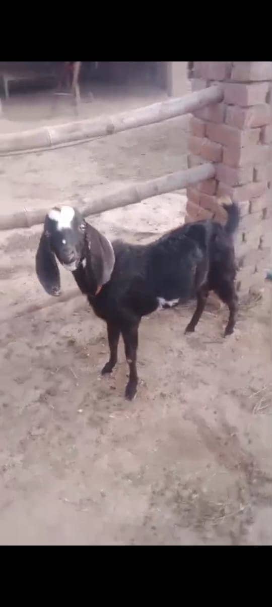 bakra 0