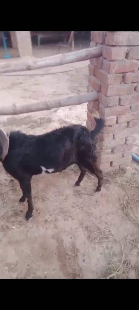 bakra 1